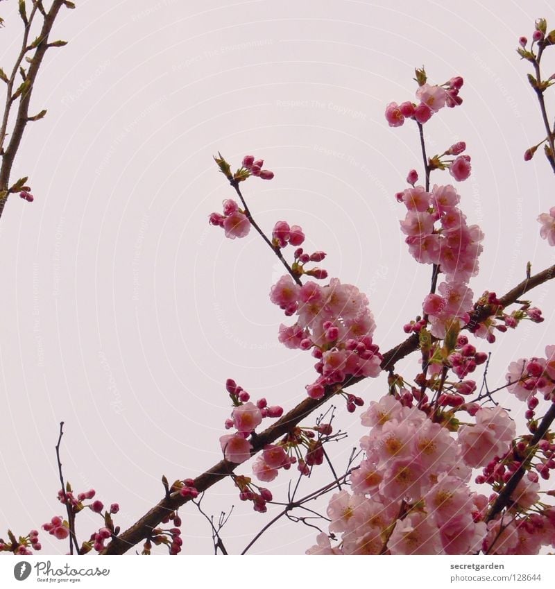 Japanese flower cherry (Prunus serrulata) Tree Blossom Pink White Bad weather April Watchfulness Cherry Cherry blossom Beautiful Culture Graceful Spring Nature