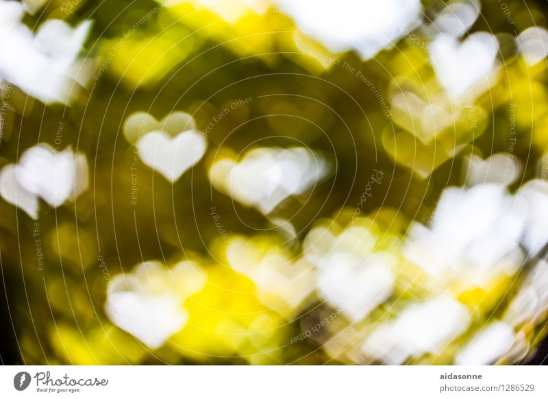 Heart Bokeh Fantastic Kitsch Beautiful Soft Yellow Green Colour photo Pattern Deserted Day Back-light Blur