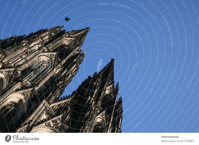 sky is the limit Dome Cologne Bird Blue Cologne Cathedral Flying Hope Religion and faith House of worship cathedral Architecture