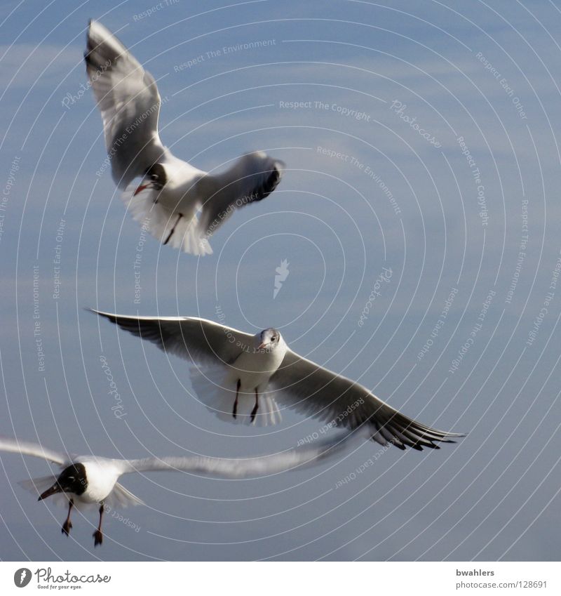 gulls Seagull White 3 Clouds Lake Sky Bird Blue Flying Wing Feather Freedom Lake Constance