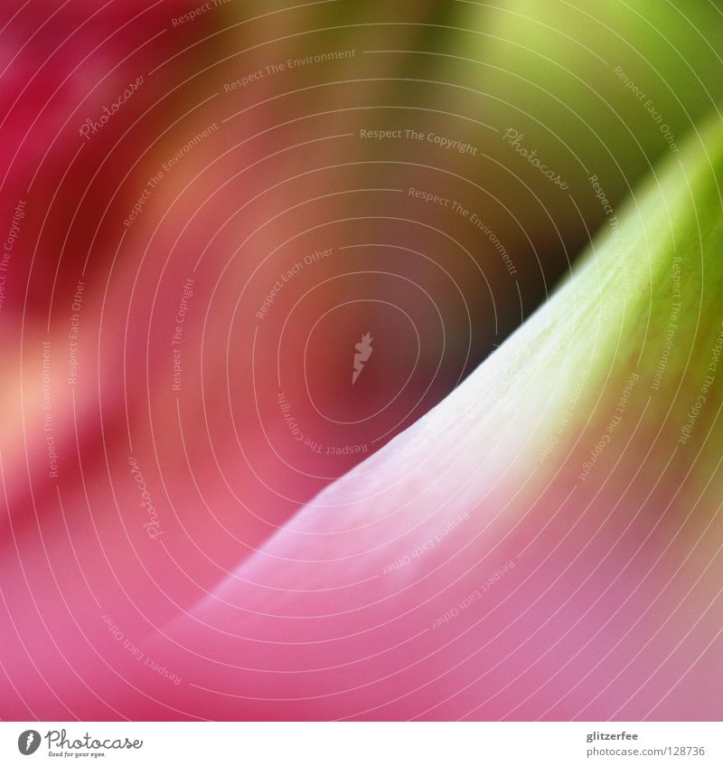 amaryllis Watercolors Blossom Flower Pink Green Purple Trumpet Vase Painting and drawing (object) Blur Delicate Grow hazy Plant Garden Bed (Horticulture) Spring