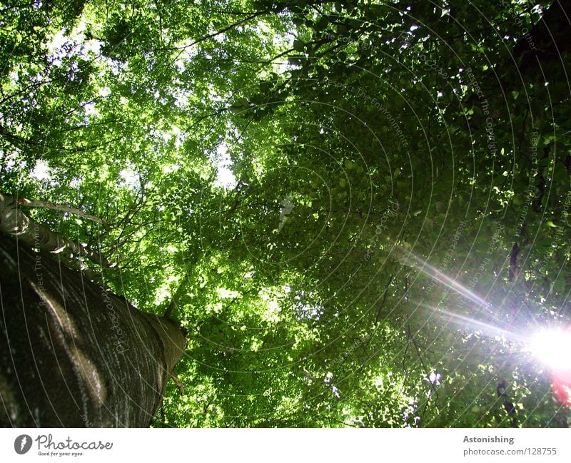 a hole in the roof Sun Tree Leaf Forest Green Perspective Treetop Tree trunk Branchage Leaf canopy Tree bark Hollow Light Sunbeam Frog Brown Dazzle Sunlight