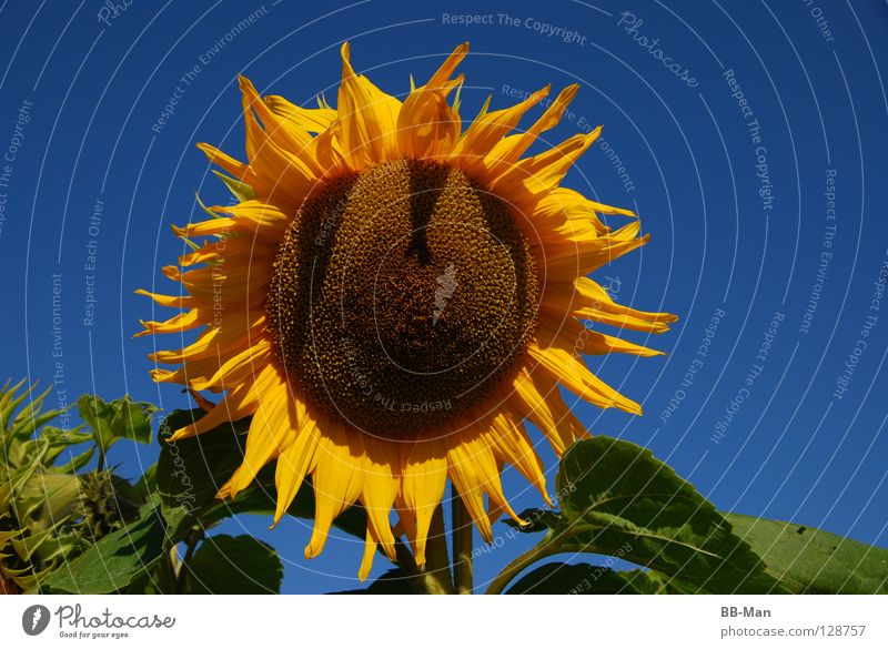 Sunflower_1 Beautiful Yellow Summer Physics Green Multicoloured Feed Flower Exterior shot Sky Clarity Blue Nature Warmth Beautiful weather Seed Joy Plant