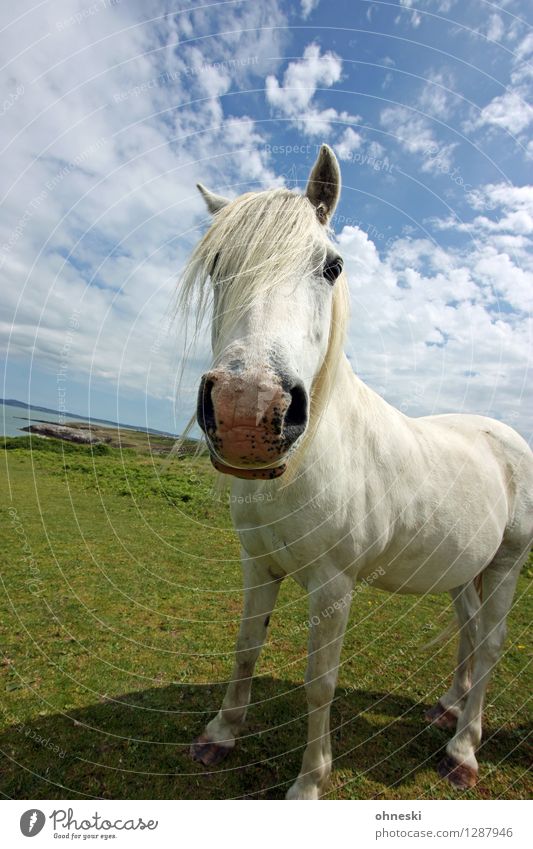 Everything on Horst Animal Horse Bangs 1 Funny Curiosity Beginning Ease Joy Education Freedom Colour photo Exterior shot Copy Space top Day Light Sunlight