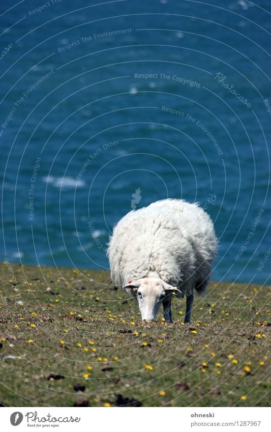 dike sheep Grass Meadow Coast Ocean Animal Farm animal Sheep 1 To feed Life Agriculture Colour photo Exterior shot Copy Space left Copy Space top Day Sunlight