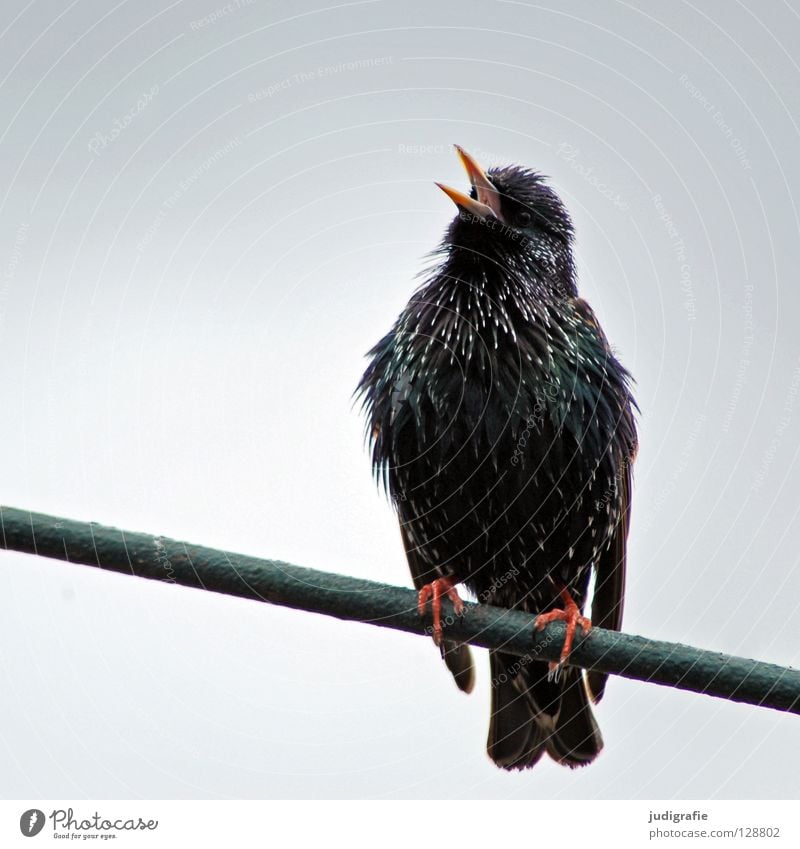 spring song Nature Animal Bird Scream Sit Colour Song Sing Tone Chirping Beak Feather imitator gorgeous dress Starling Songbirds Colour photo Close-up