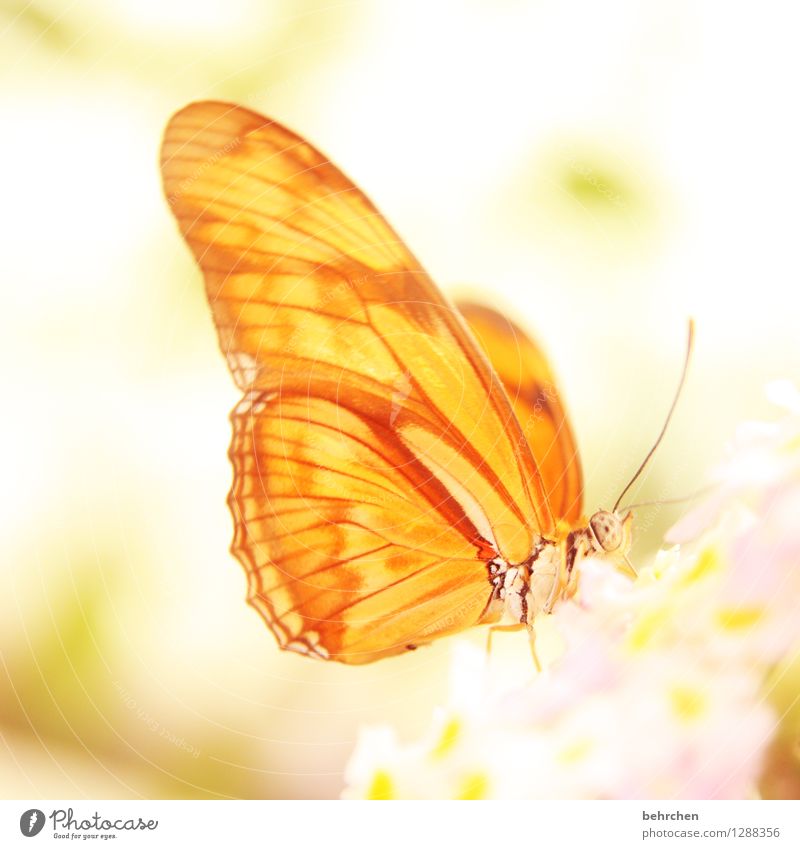 the morning hour has gold in its mouth Nature Plant Animal Spring Summer Beautiful weather Flower Blossom Garden Park Meadow Wild animal Butterfly Animal face