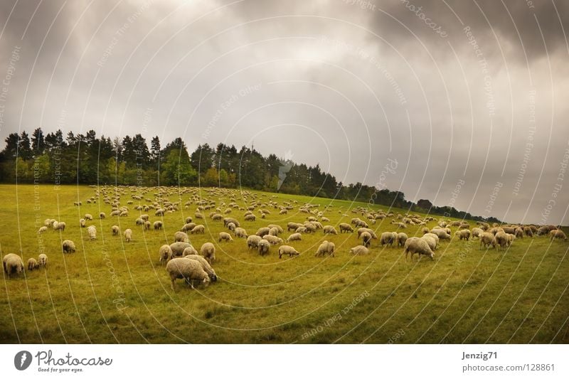 Pasture landscape. Meadow Grass Sheep Flock Shepherd Wool Agriculture Animal Autumn Sky pasture landscape herd of sheep Weather Nature Exterior shot