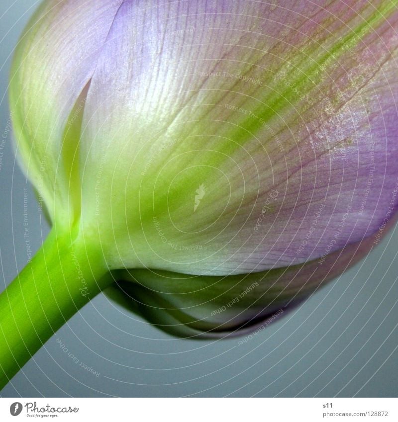tulipa Flower Blossom Tulip Spring Spring flower Blossom leave Violet Green Plant Delicate Fine Easy Beautiful Transience Stalk Macro (Extreme close-up)