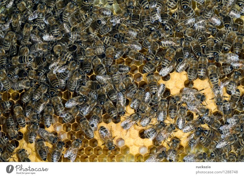 Honey bees, bee; Apis; mellifera Pet Bee Box Authentic Beehive honey box honey room hive building honeybees Prey booty bee hives Nest Pollen Nectar Frame