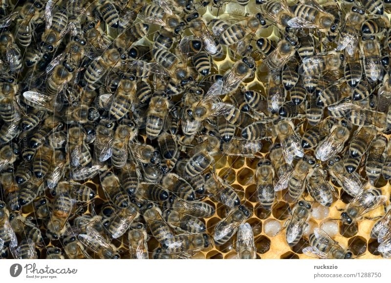 Honey bees, bee; Apis; mellifera Pet Bee Box Authentic Beehive honey box honey room hive building honeybees Prey booty bee hives Nest Pollen Nectar Frame