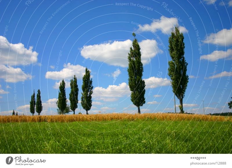 summer feeling Tree Clouds Grass Field Ear of corn Green Summer Calm Vacation & Travel Nature Sky Lawn Blue Sun