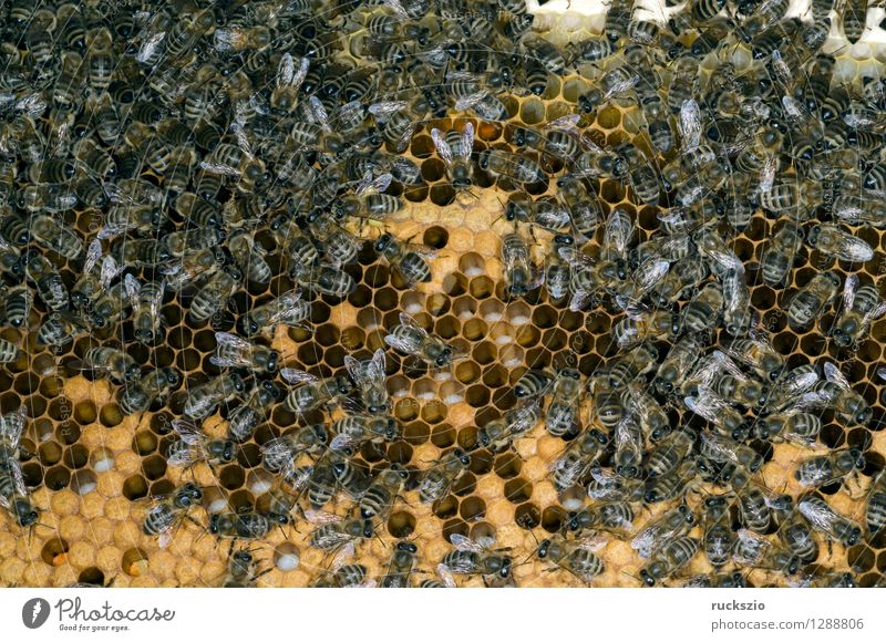 Honey bees, bee; Apis; mellifera Pet Bee Box Authentic Beehive Working man honey box Bird's eggs stretchmade maggot roundmade Larva bee larva honey room