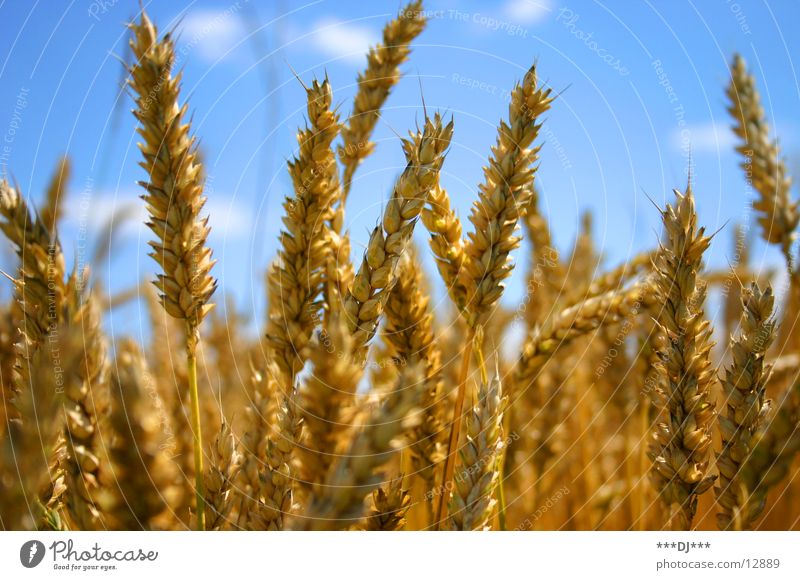 wheat field Ear of corn Wheat Flour Beer Nutrition Yellow Sky Landscape Blue Grain Food Gold