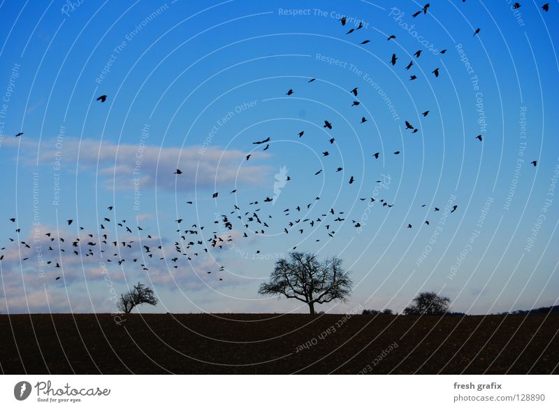 swarming with raven Raven birds Flock of birds Field Autumn Bird Thief Animal Nature Freedom Beginning Aviation