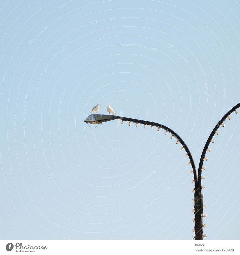 All beginnings: a tête-à-tête... Bird Seagull Lantern Light blue Flirt Lamp Lamp post Street lighting Together Side by side Connectedness Communicate Sky Blue