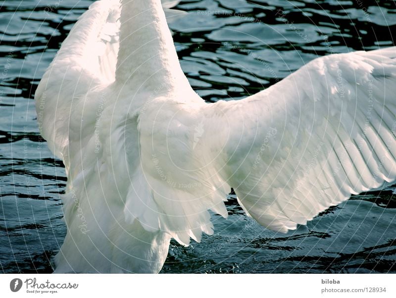 Can I push you hard? Swan Poultry Long Soft Graceful Headless Pushing Embrace Elegant Wing Black White Bird Body of water Lake Rutting season Effort Fight