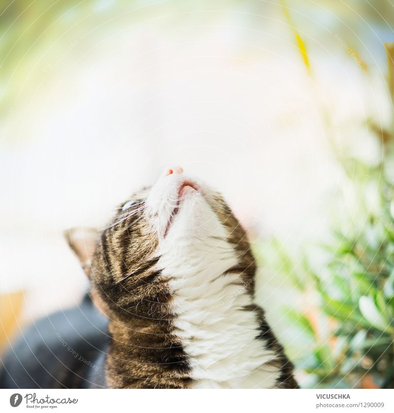 Cat looks up Style House (Residential Structure) Garden Nature Spring Summer Autumn Animal 1 Soft Design Background picture Pet Nose Looking Pink White