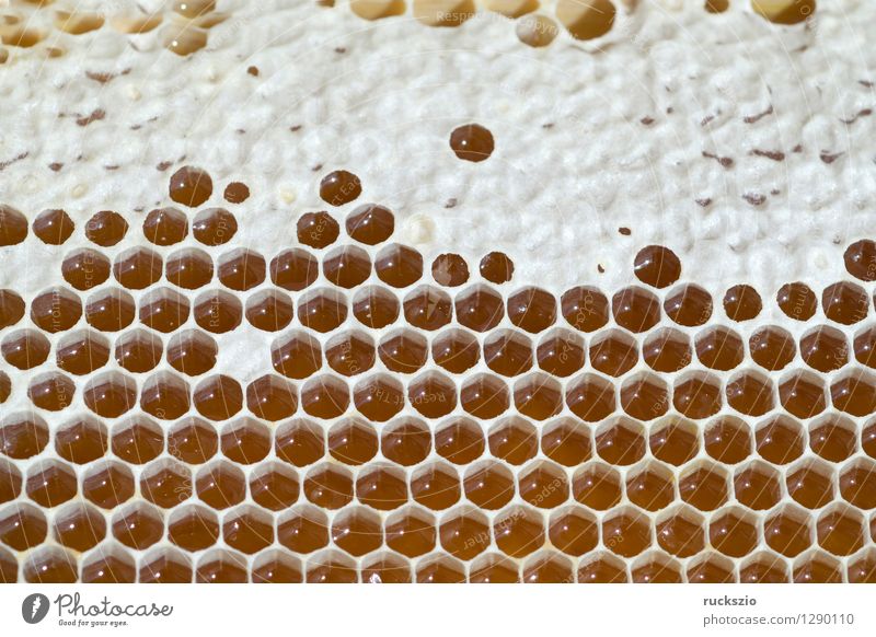 Honeycombs, honeycombs, beeswax, wax, beehive Pet Bee Box Authentic Honey-comb Wax Beehive honey box honey room hive building honeybees Prey booty bee hives