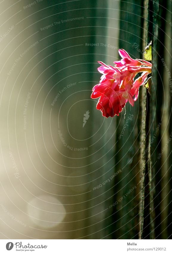 zaungast Flower Blossom Fence Wooden board Mediocre Meddlesome Pink Back-light Against Growth Delicate Fragile Sensitive Spring Feeble Disk peep through