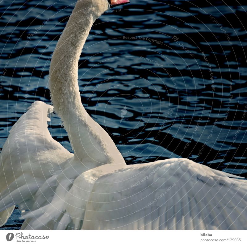 Size(s)wa(h)n Swan Poultry Long Large Megalomania Soft Graceful Headless Pushing Waves Embrace Elegant Wing Black White Bird Body of water Lake Rutting season