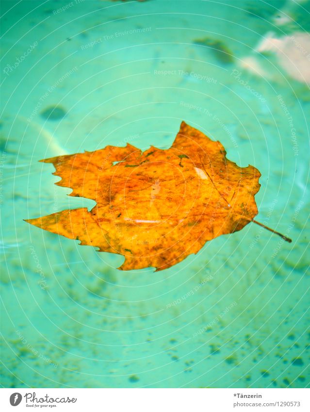 french summer Nature Plant Water Summer Beautiful weather Leaf Fresh Natural Clean Orange Turquoise Colour photo Exterior shot Deserted Day