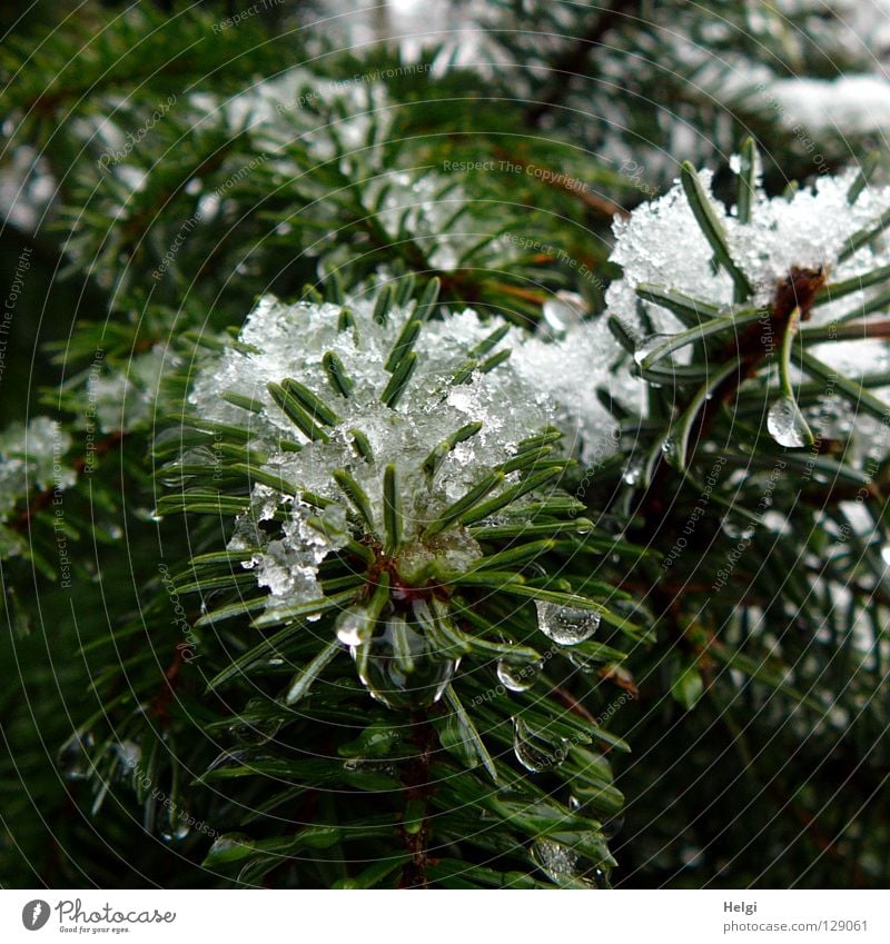 Fir branches with wet snow and drops Tree Fir tree Plant Growth Fir needle Dark Snowflake Cold Winter December January February Spring March April Freeze Thaw