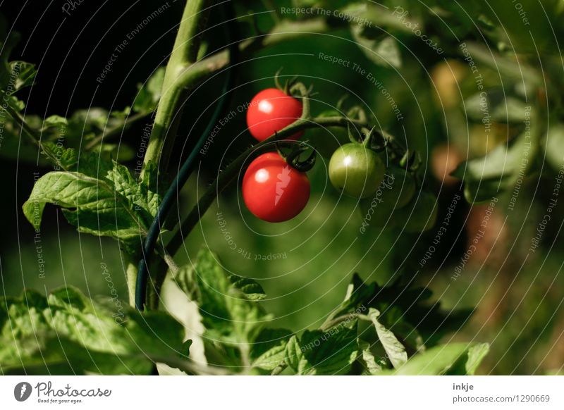 tomatoes Food Vegetable Tomato Nutrition Organic produce Nature Summer Plant Agricultural crop tomato plant Garden Hang Fresh Healthy Delicious Natural Juicy