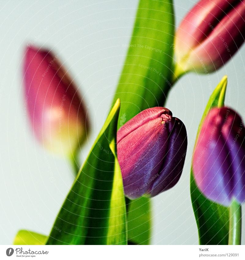 flower power A Tulip Flower Violet Pink Green Spring Force Multicoloured Blossom Colour saturation Contrast Bright