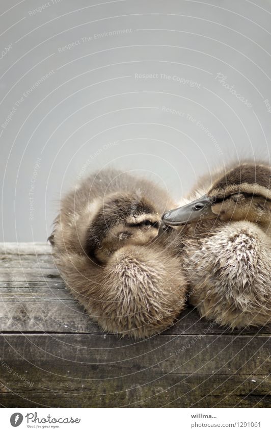 Two ducklings sleepily cuddle up together Duckling Duck family Wood Wet Cute Soft Brown Contentment Attachment Cuddling Restful