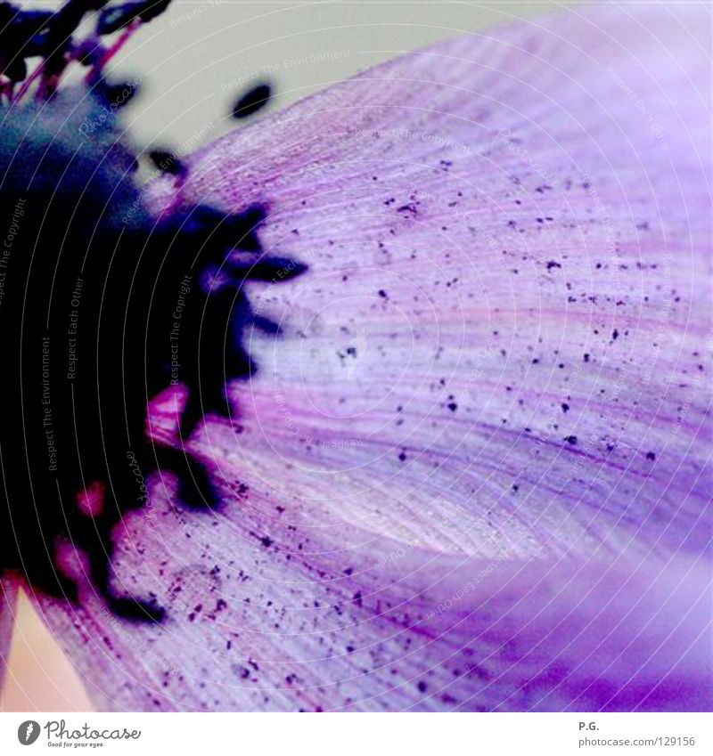 Purple I Detail Violet Macro (Extreme close-up) Flower Plant Blossom Colour Close-up