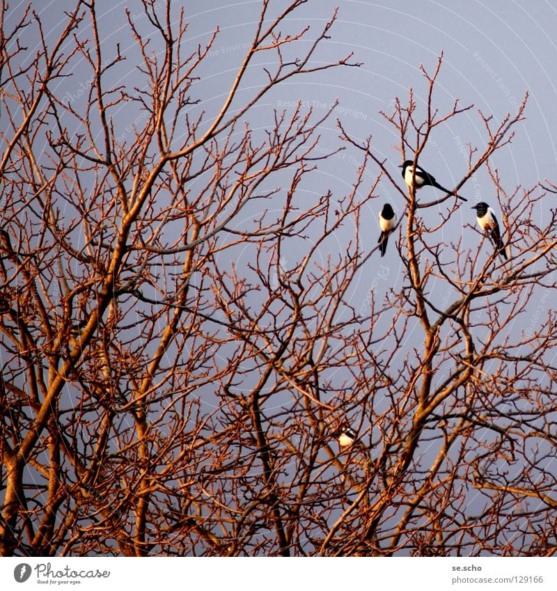 "Schäck-schäck-schäck" Black-billed magpie Raven birds Bird Tree Branchage Sleeping place Twilight Evening To talk messenger of the gods Twig branch Dusk Review