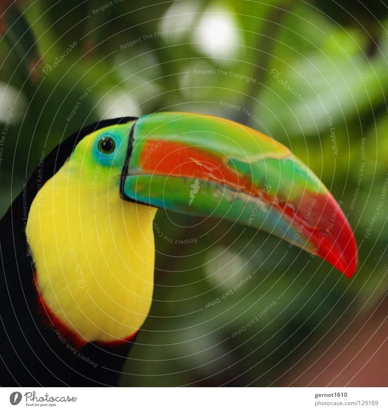 The nose of a man ... Bird Beak Multicoloured Red Green Yellow Black Virgin forest Zoo Animal Boredom South America tucan colorful bird Observe Eyes