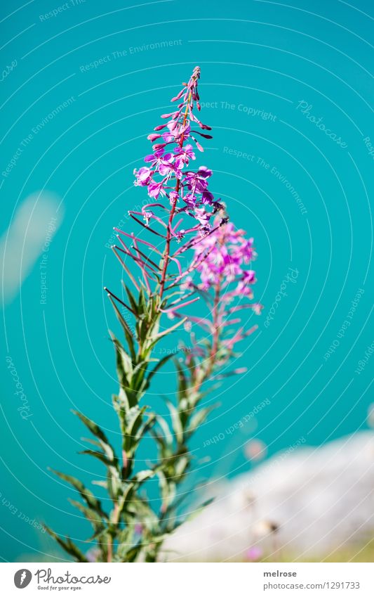 turquoise-pink III Elegant Style Nature Landscape Earth Water Summer Beautiful weather Plant Bushes Leaf Blossom Wild plant alpine flowers Lakeside Lünersee