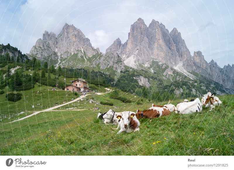 alpine pasture life Vacation & Travel Tourism Adventure Hiking Environment Nature Landscape Sky Clouds Summer Meadow Rock Alps Mountain Dolomites Cadini Group