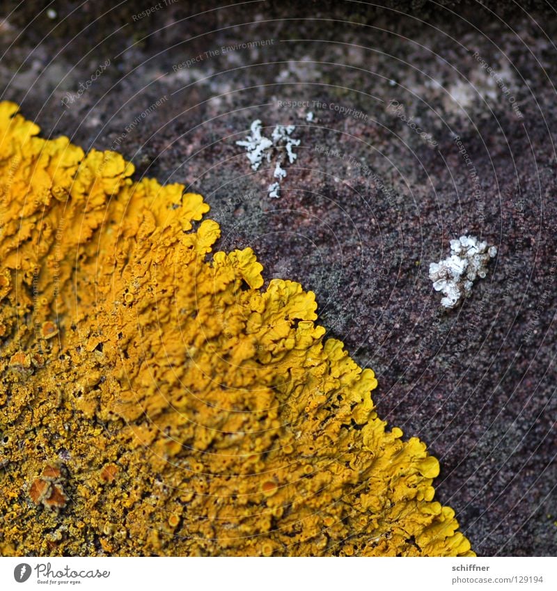 pancakes Crustose lichen Photosynthesis Yellow Disperse Distribute Subsoil Concrete Stick Macro (Extreme close-up) Close-up but not to eat Lichen Mushroom
