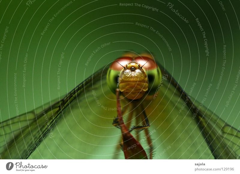 Look, look! Animal Wild animal Wing Insect Dragonfly Dragonfly wing 1 Green Goggle eyes Compound eye Frontal Saucer-eyed bubble level Eyes Colour photo