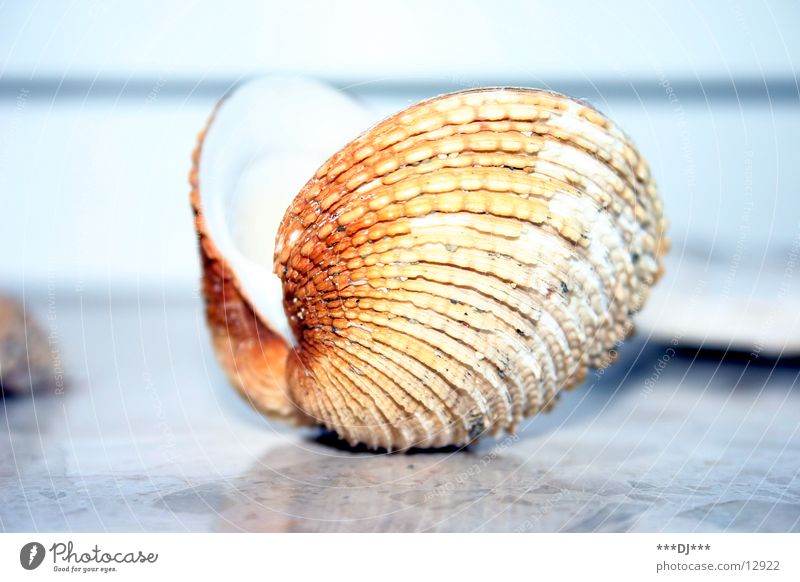 Shell, open up! Mussel Ocean Beach Find Search Pearl Dive Jewellery Australia Water