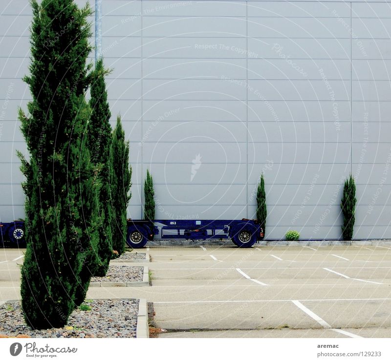 green Conifer Green Tree Coniferous trees Parking lot Empty Facade Plant Copy Space top