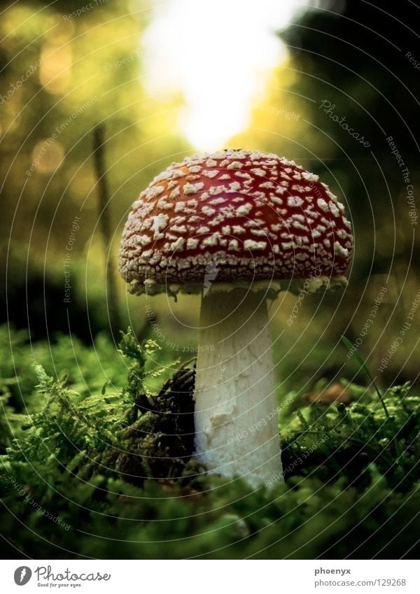 My friend the mushroom Grass Amanita mushroom Red Green Blur Forest Lake Eder Diffuse Macro (Extreme close-up) White Small Poison Delicious Autumn Mushroom