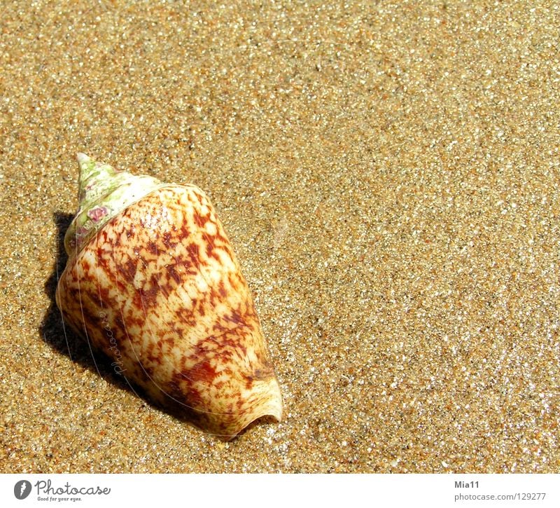 Washed ashore Beach Mussel Vacation & Travel Ocean Turkey Summer Coast Sand Snail side Relaxation
