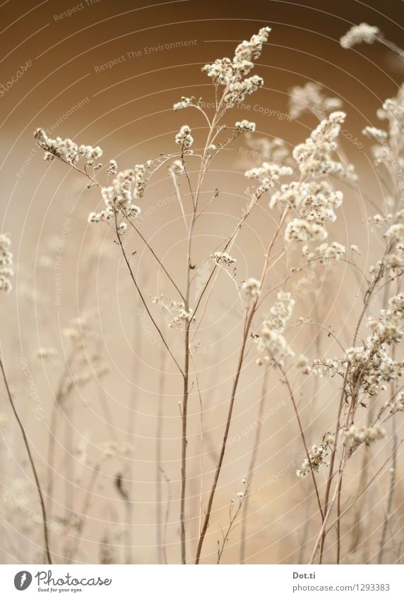winter grass Nature Plant Autumn Winter Wild plant Dry Transience Grass blossom Blade of grass Faded Delicate Fragile Colour photo Subdued colour Exterior shot
