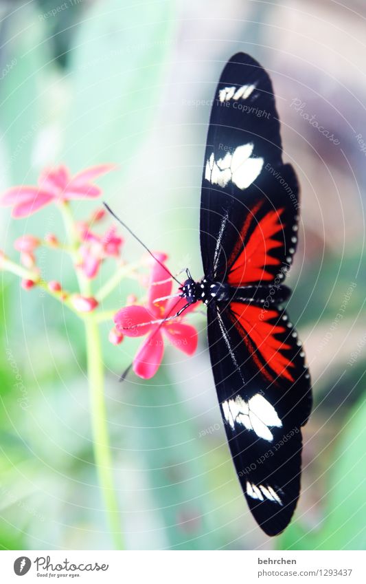 black red...white Nature Plant Animal Spring Summer Flower Leaf Blossom Garden Park Meadow Wild animal Butterfly Wing Blossoming Flying To feed Hang Growth