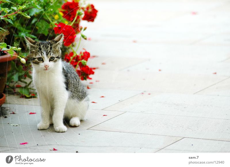 Super Sweet Cat Cute Sweet A Royalty Free Stock Photo From Photocase