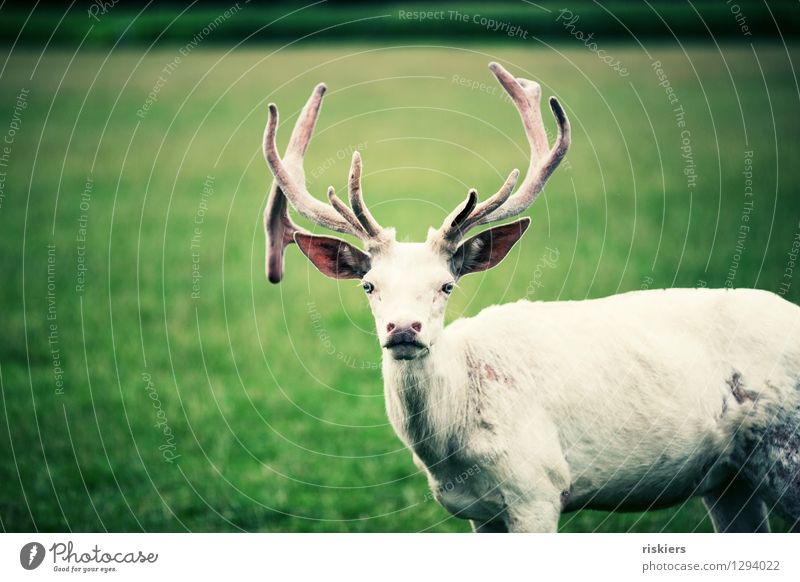 white stag with the blue eyes Meadow Animal Wild animal Deer 1 Observe Looking Wait Esthetic Curiosity Cool (slang) Power Acceptance Watchfulness Patient Calm