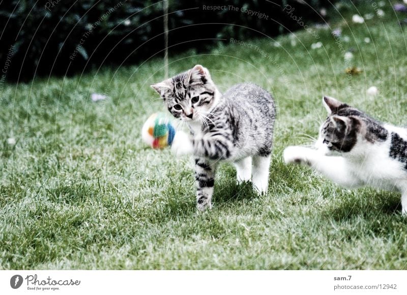 Playcat II Cat Playing Cute Sweet Jump Ball