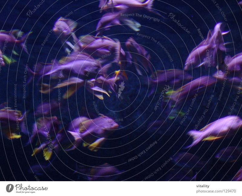 vertebra Violet Yellow Tail fluke Ocean Whirlwind Haste Muddled Pink Fish Underwater photo Water Dance