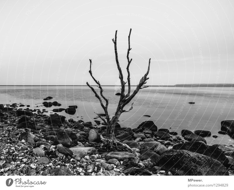 dreariness Environment Nature Landscape Elements Water Sky Tree Old Maritime Ocean Coast Gloomy Bleak Environmental pollution Death Gray Surface of water