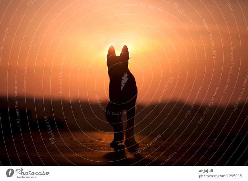 German Shepherd frontal silhouette in the sunset Animal Pet Dog Going Walking Esthetic Exceptional Happy Emotions Moody Force Brave Love of animals Romance