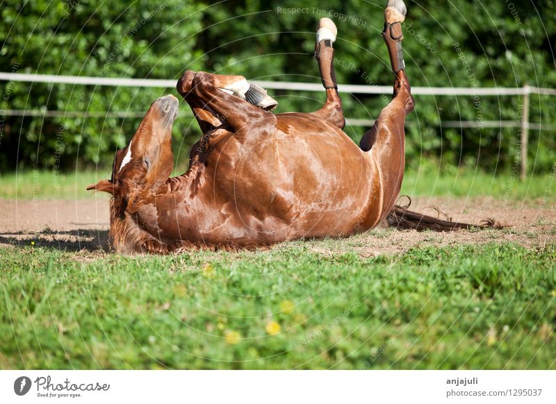 Horse in the meadow lies in the sand and enjoys the freedom - a Royalty  Free Stock Photo from Photocase